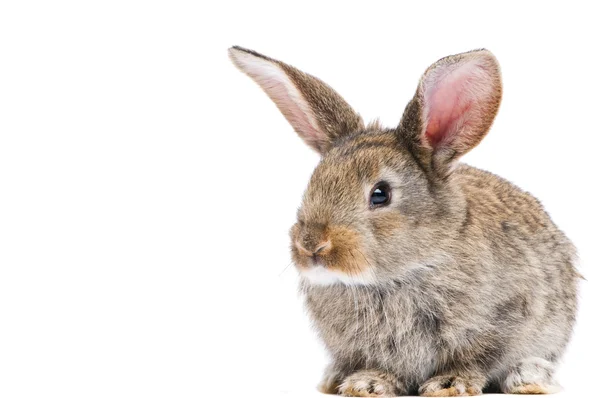 Un giovane coniglio bruno — Foto Stock