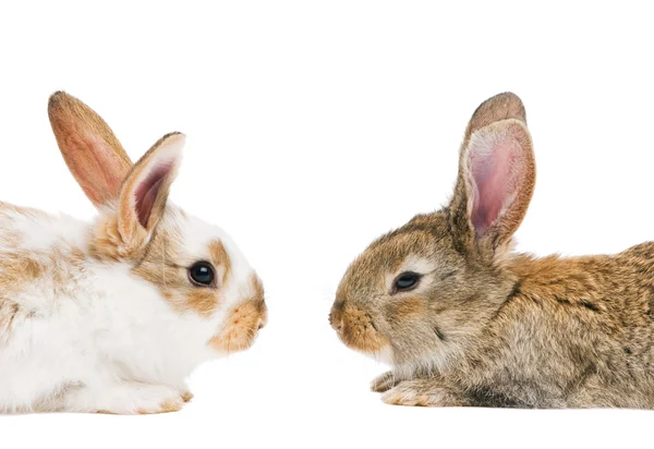 Два маленьких кролика, изолированных на белом — стоковое фото