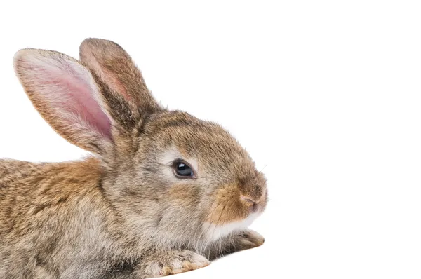 Primo piano coniglio marrone bianco — Foto Stock