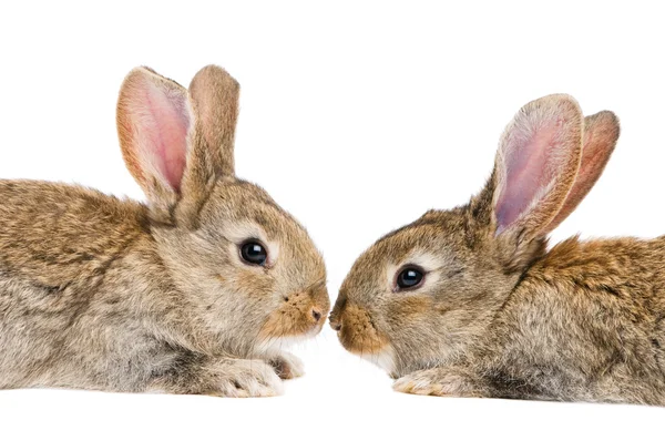 Двоє ізольованих кроликів обличчям до обличчя — стокове фото