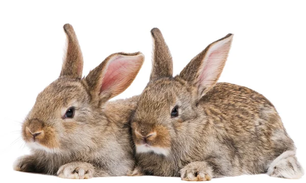 Dos conejos bebé aislados en blanco — Foto de Stock