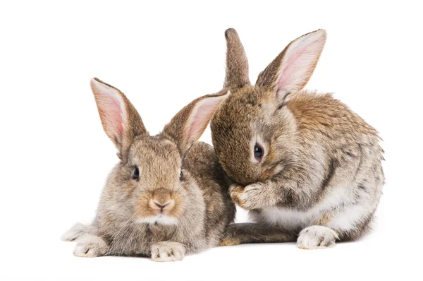 Two baby rabbits isolated on white — Stock Photo, Image