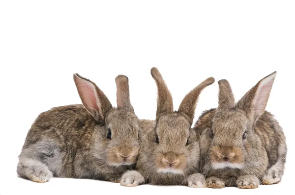 Skupina tří králíků miminko hnědá — Stock fotografie