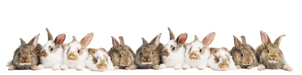 Group of rabbits in a row — Stock Photo, Image