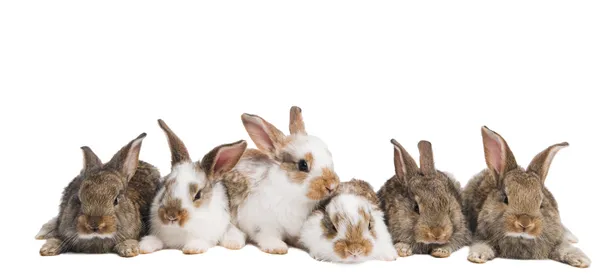 Группа кроликов в ряд — стоковое фото