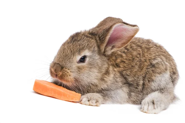 Один коричневый кролик с морковкой — стоковое фото
