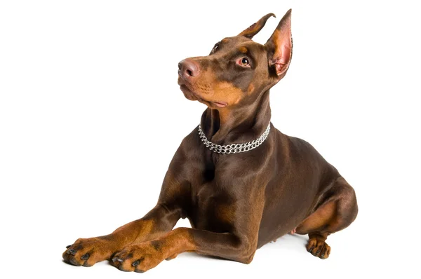 Dobermann isoliert über Weiß — Stockfoto