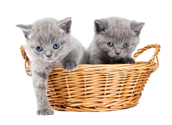 Two british kittens in a basket — Stock Photo, Image