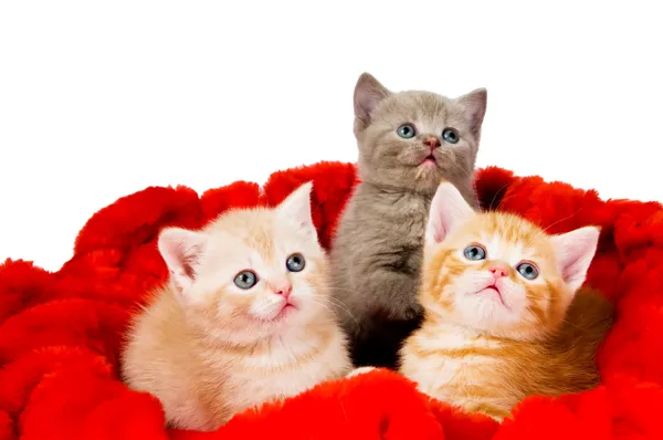 Tres gatos en terciopelo — Foto de Stock