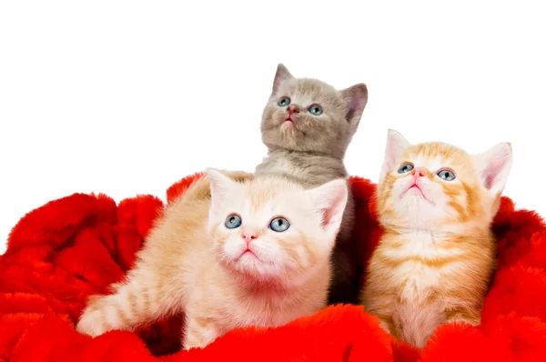 Drei Katzen in Samt — Stockfoto