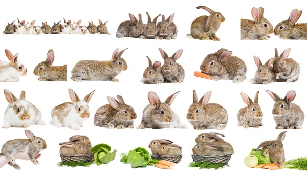 Set of brown rabbit bunny isolated — Stock Photo, Image