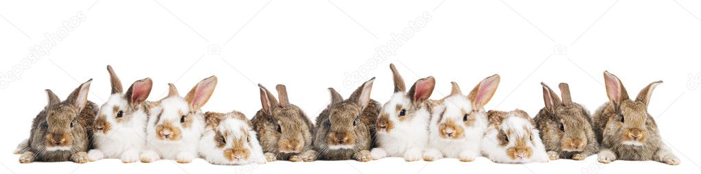 Group of rabbits in a row
