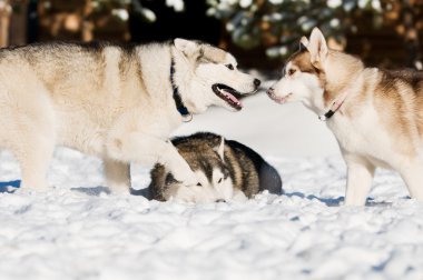 Sibirya husky kış oynama