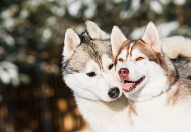 Pair of siberian husky at winter clipart