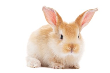 One young baby rabbit isolated clipart