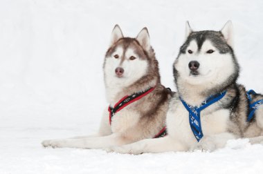 Sled dog siberian husky clipart