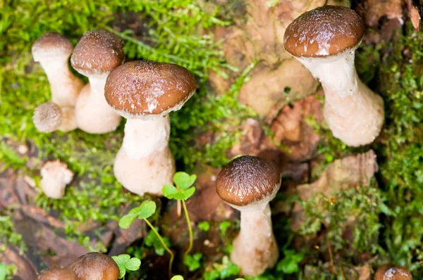 stock image Agaric honey mushrooms in forest