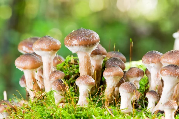 stock image Agaric honey mushrooms in forest