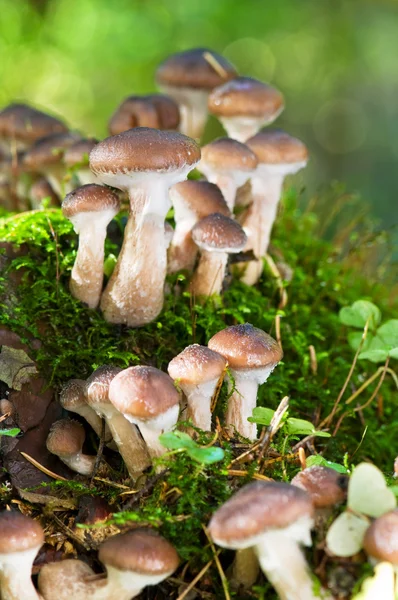 stock image Agaric honey mushrooms in forest