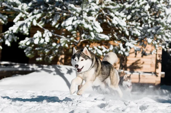 Correndo husky no inverno nevado — Fotografia de Stock