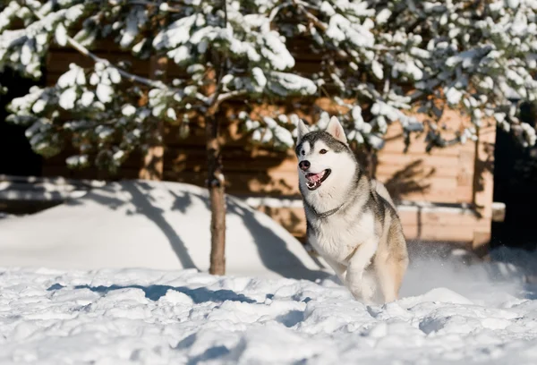 Correndo husky no inverno nevado — Fotografia de Stock