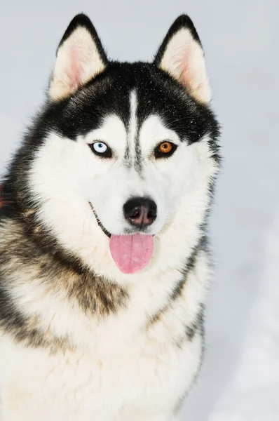 Σιβηρία σκύλος χάσκεϋ κεφάλι πορτρέτο στο χειμώνα — Φωτογραφία Αρχείου