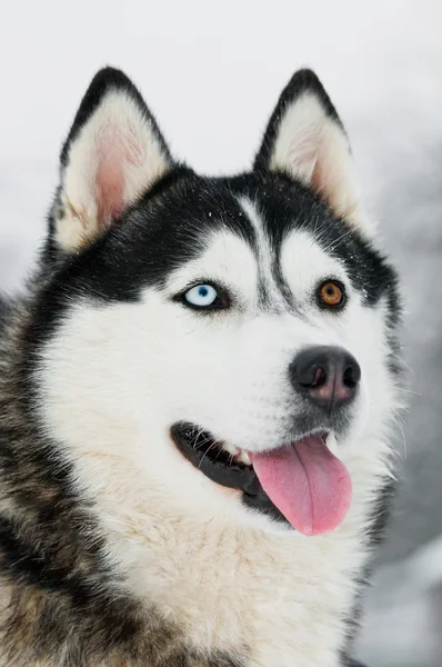 Σιβηρία σκύλος χάσκεϋ κεφάλι πορτρέτο στο χειμώνα — Φωτογραφία Αρχείου