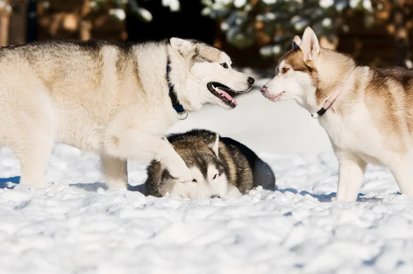 Husky siberiano jogando no inverno — Fotografia de Stock