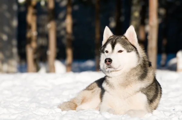 在冬天的西伯利亚哈士奇 — 图库照片