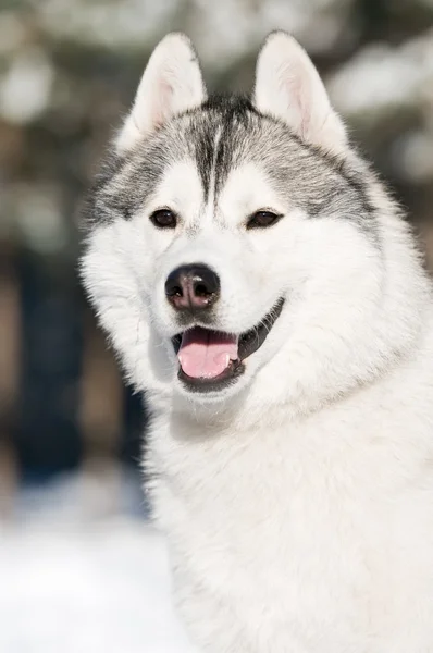 Sibiřský husky portrét v zimě — Stock fotografie