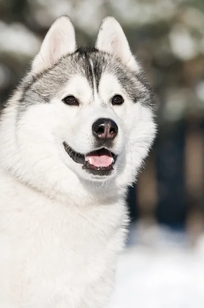 Portret husky siberian pe timp de iarnă — Fotografie, imagine de stoc