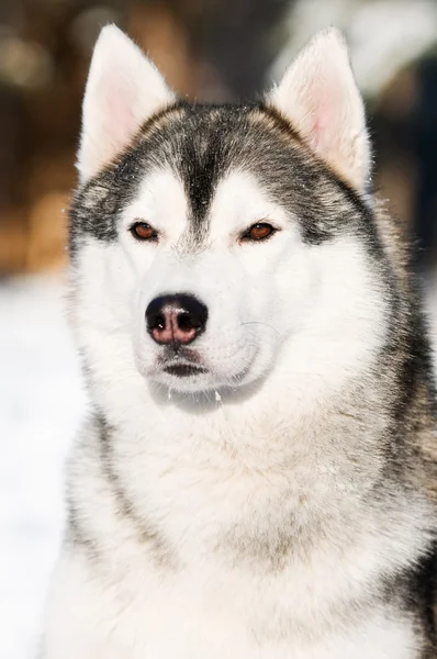 Retrato de cabeça husky siberiano no inverno — Fotografia de Stock