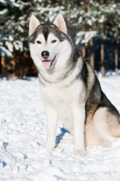 Σιβηρία σκύλος χάσκεϋ πορτρέτο στο χειμώνα — Φωτογραφία Αρχείου