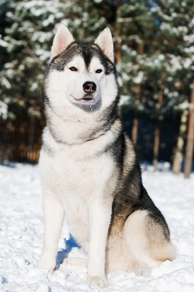 Σιβηρία σκύλος χάσκεϋ πορτρέτο στο χειμώνα — Φωτογραφία Αρχείου