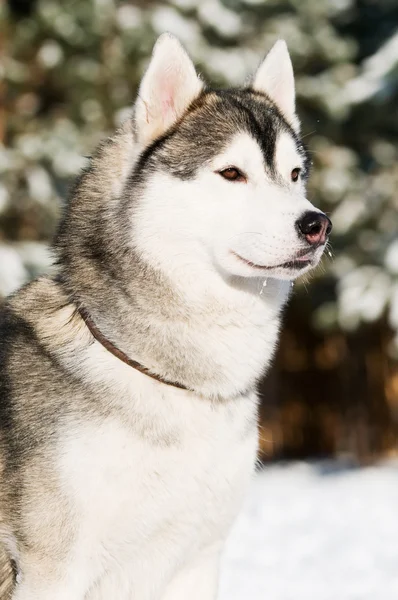 Portrait husky sibérien en hiver — Photo