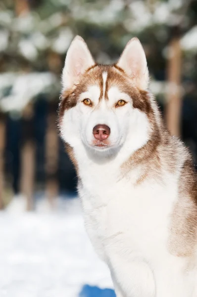Siberian husky porträtt på vintern — Stockfoto
