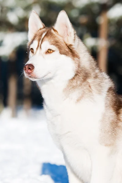Ritratto husky siberiano in inverno — Foto Stock