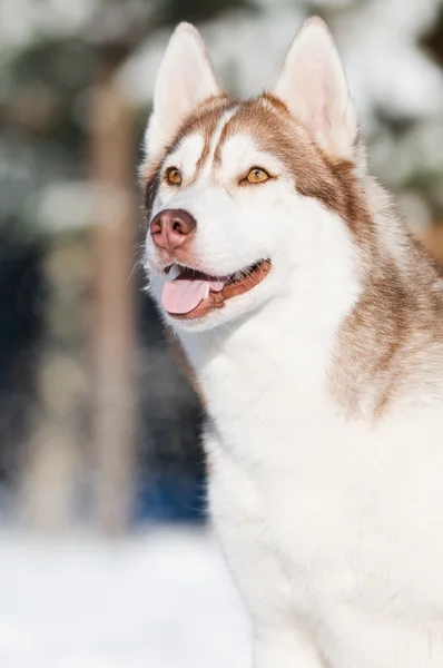 Siberian husky porträtt på vintern — Stockfoto