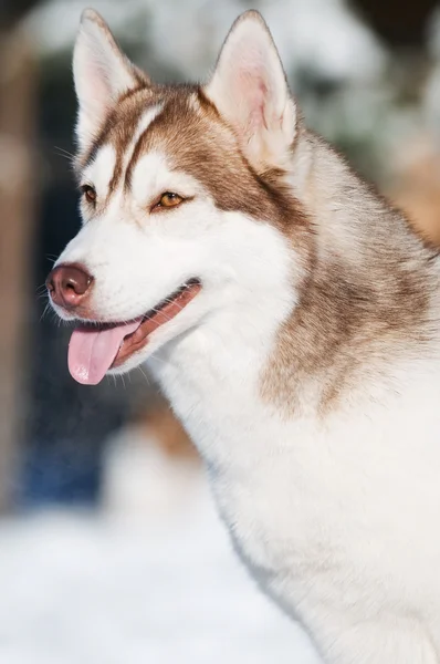 Siberische husky portret op winter — Stockfoto