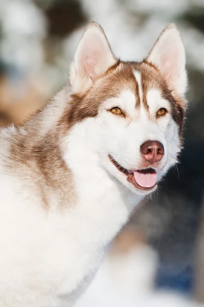 Siberische husky portret op winter — Stockfoto