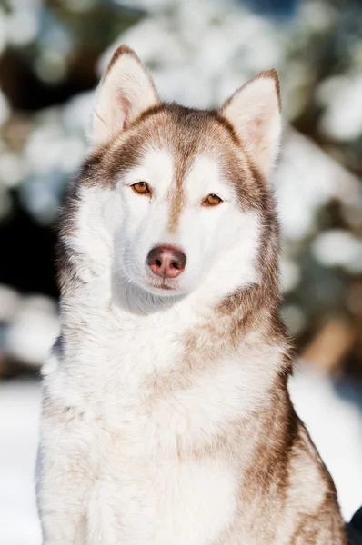 Szibériai husky portré, tél — Stock Fotó