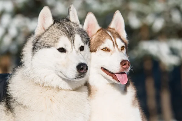 Par de husky siberiano en invierno —  Fotos de Stock
