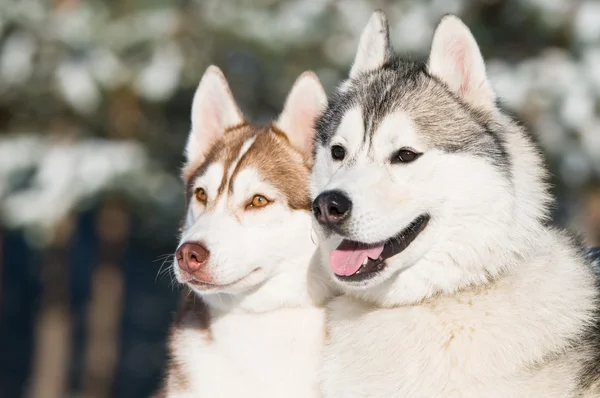 Paar van Siberische husky op winter — Stockfoto