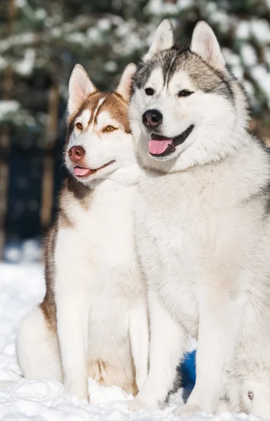 Par de husky siberiano en invierno —  Fotos de Stock