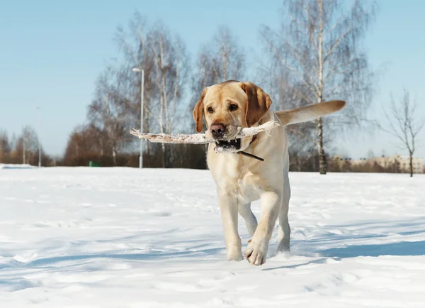 Labrador com pau no inverno — Fotografia de Stock