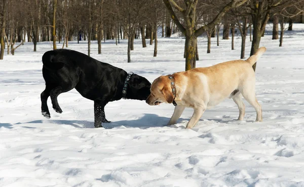 Konkurs Labrador w zimie — Zdjęcie stockowe