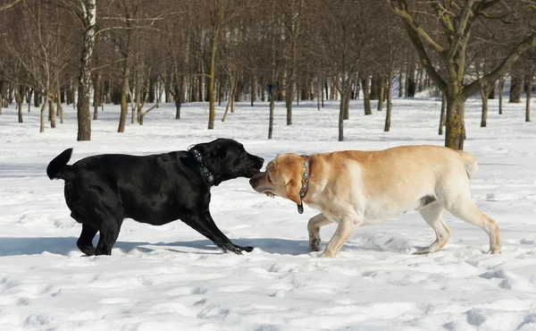 Labrador contest at winter — Stock Photo, Image