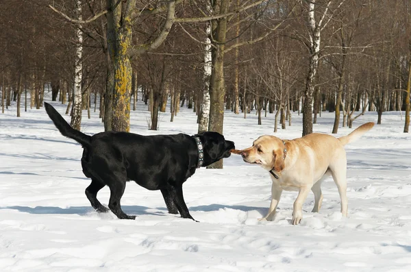 Konkurs Labrador w zimie — Zdjęcie stockowe