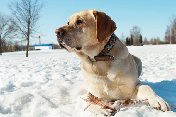 Labrador v zimě — Stock fotografie