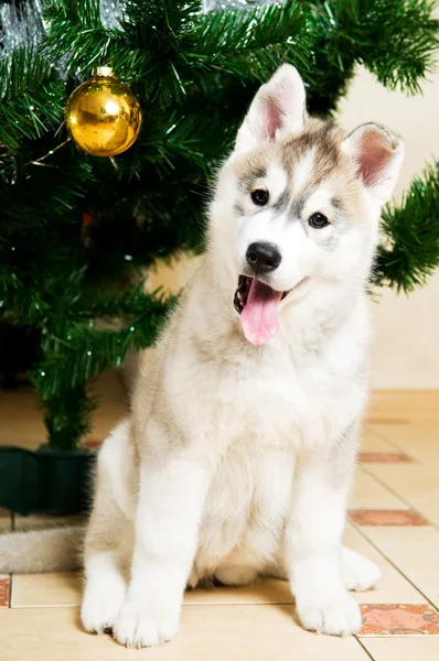 귀여운 허스키 강아지 — 스톡 사진